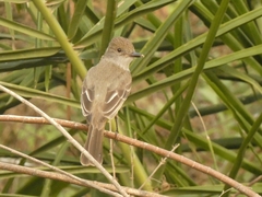 Myiarchus