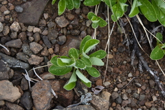 Salix arctica