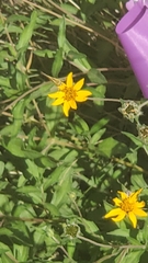 Wedelia hispida