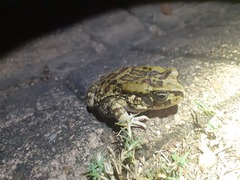 Sclerophrys garmani