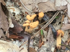 Cudonia lutea