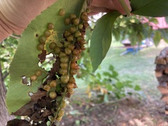 Phylloxera caryaefallax