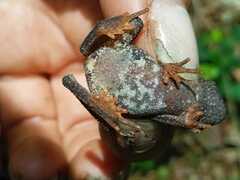 Rhinella margaritifera