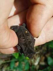 Rhinella margaritifera