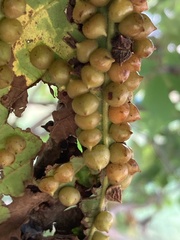 Phylloxera caryaefallax