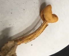 Cudonia lutea