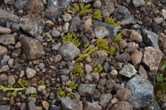 Diphasiastrum sitchense