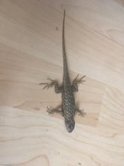 Sceloporus occidentalis