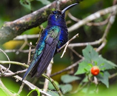 Campylopterus hemileucurus