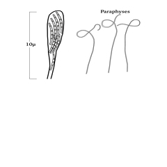Cudonia lutea