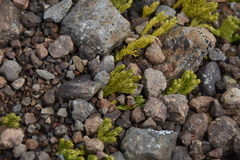 Diphasiastrum sitchense