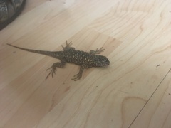Sceloporus occidentalis