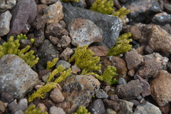 Diphasiastrum sitchense