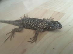 Sceloporus occidentalis