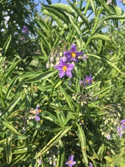 Solanum crispum