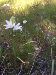 Ornithogalum concinnum
