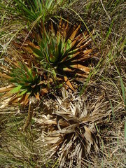 Paepalanthus itatiaiensis