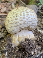 Amanita rhopalopus