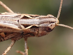 Omocestus raymondi