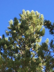Pinus nigra