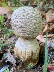 Amanita rhopalopus