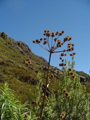 Eryngium paniculatum