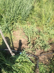 Senecio adenotrichius