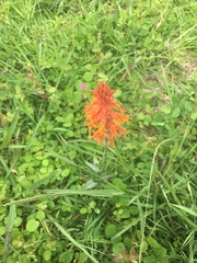 Dichromanthus cinnabarinus