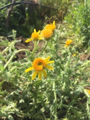 Senecio adenotrichius