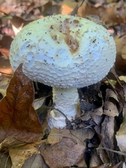 Amanita rhopalopus