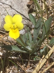 Viola langeana