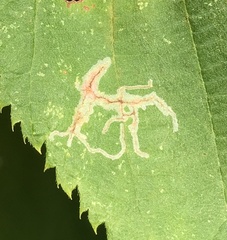 Caloptilia ostryaeella