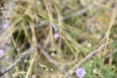 Pseudophilotes baton
