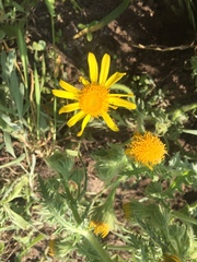 Senecio adenotrichius