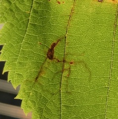 Caloptilia ostryaeella