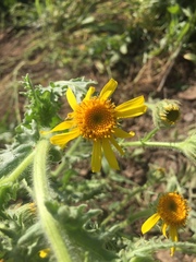Senecio adenotrichius
