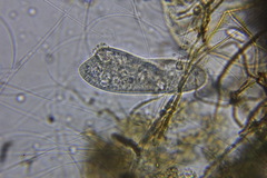 Paramecium