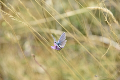 Pseudophilotes baton