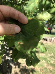 Caloptilia ostryaeella