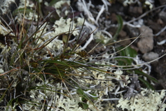 Carex nardina