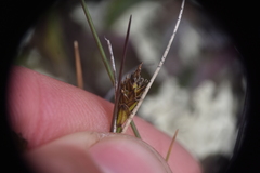 Carex nardina