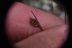 Carex nardina