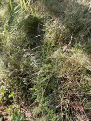 Coreopsis verticillata