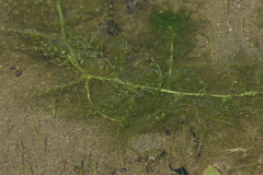 Utricularia macrorhiza