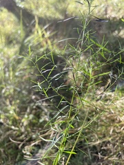 Coreopsis verticillata