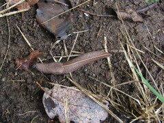 Tandonia rustica