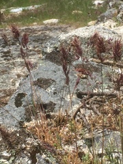 Poa bulbosa