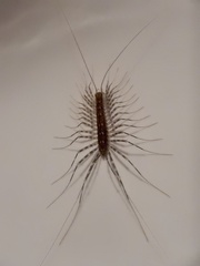 Scutigeromorpha