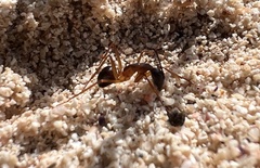 Camponotus brullei
