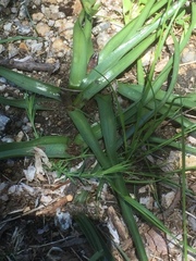 Colchicum montanum